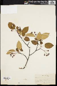 Amelanchier laevis image