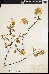 Amelanchier laevis image