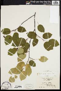 Amelanchier laevis image