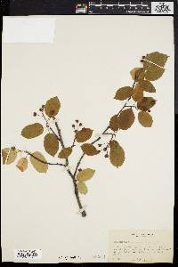 Amelanchier laevis image