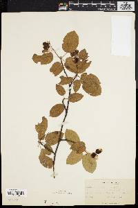 Amelanchier laevis image