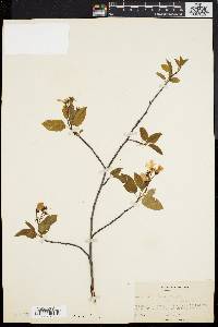 Amelanchier laevis image