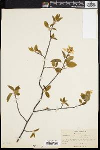 Amelanchier laevis image