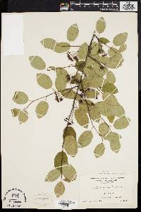 Amelanchier laevis image