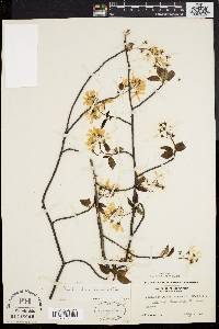 Amelanchier laevis image