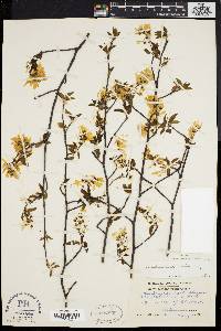 Amelanchier laevis image