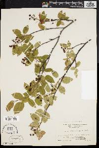 Amelanchier laevis image