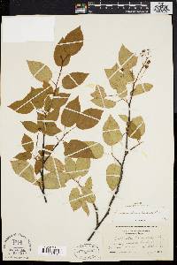 Amelanchier laevis image