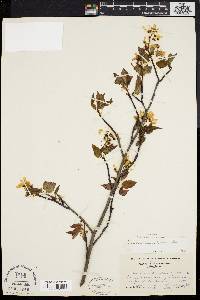 Amelanchier laevis image