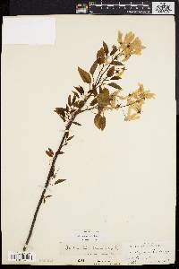 Amelanchier laevis image