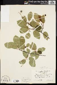 Amelanchier laevis image