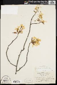 Amelanchier laevis image