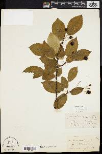 Amelanchier laevis image