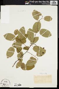 Amelanchier laevis image