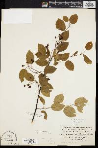 Amelanchier laevis image