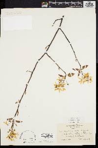 Amelanchier laevis image