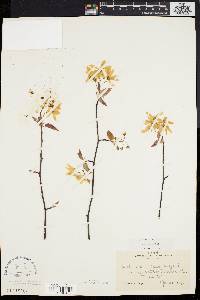 Amelanchier laevis image