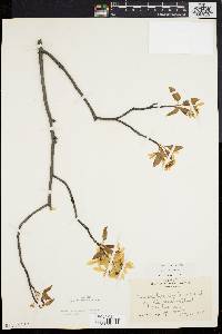 Amelanchier laevis image