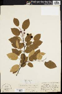 Amelanchier laevis image