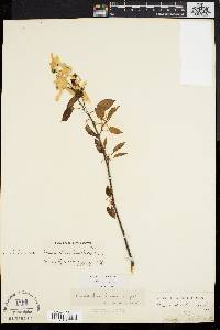 Amelanchier laevis image