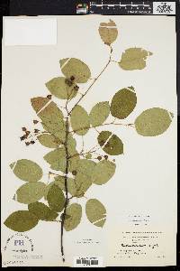 Amelanchier laevis image