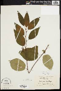 Amelanchier laevis image