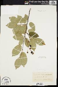 Amelanchier laevis image