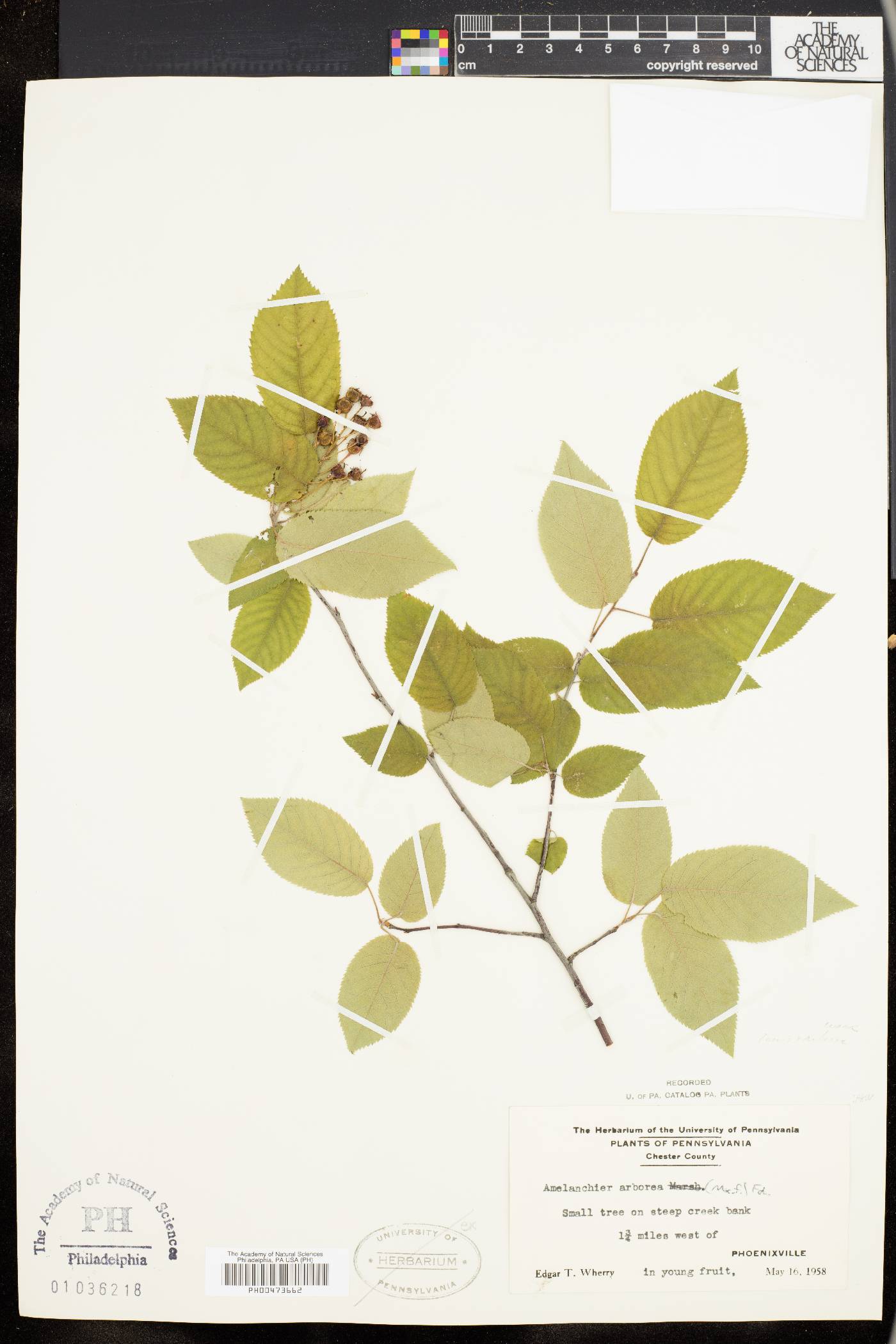 Amelanchier x grandiflora image