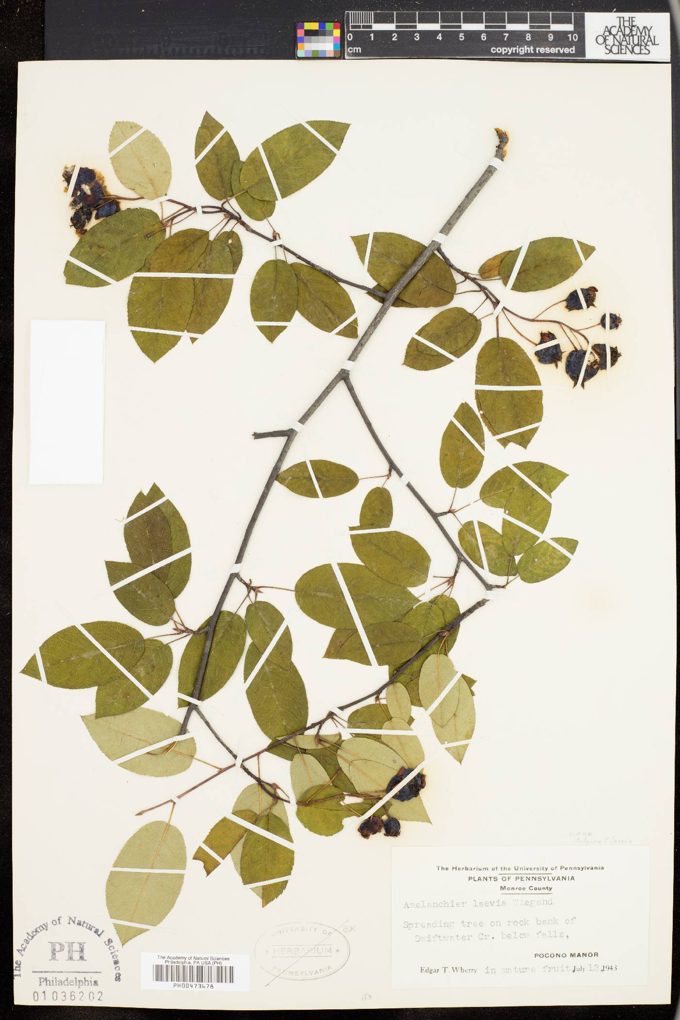 Amelanchier x grandiflora image