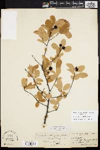 Amelanchier obovalis image