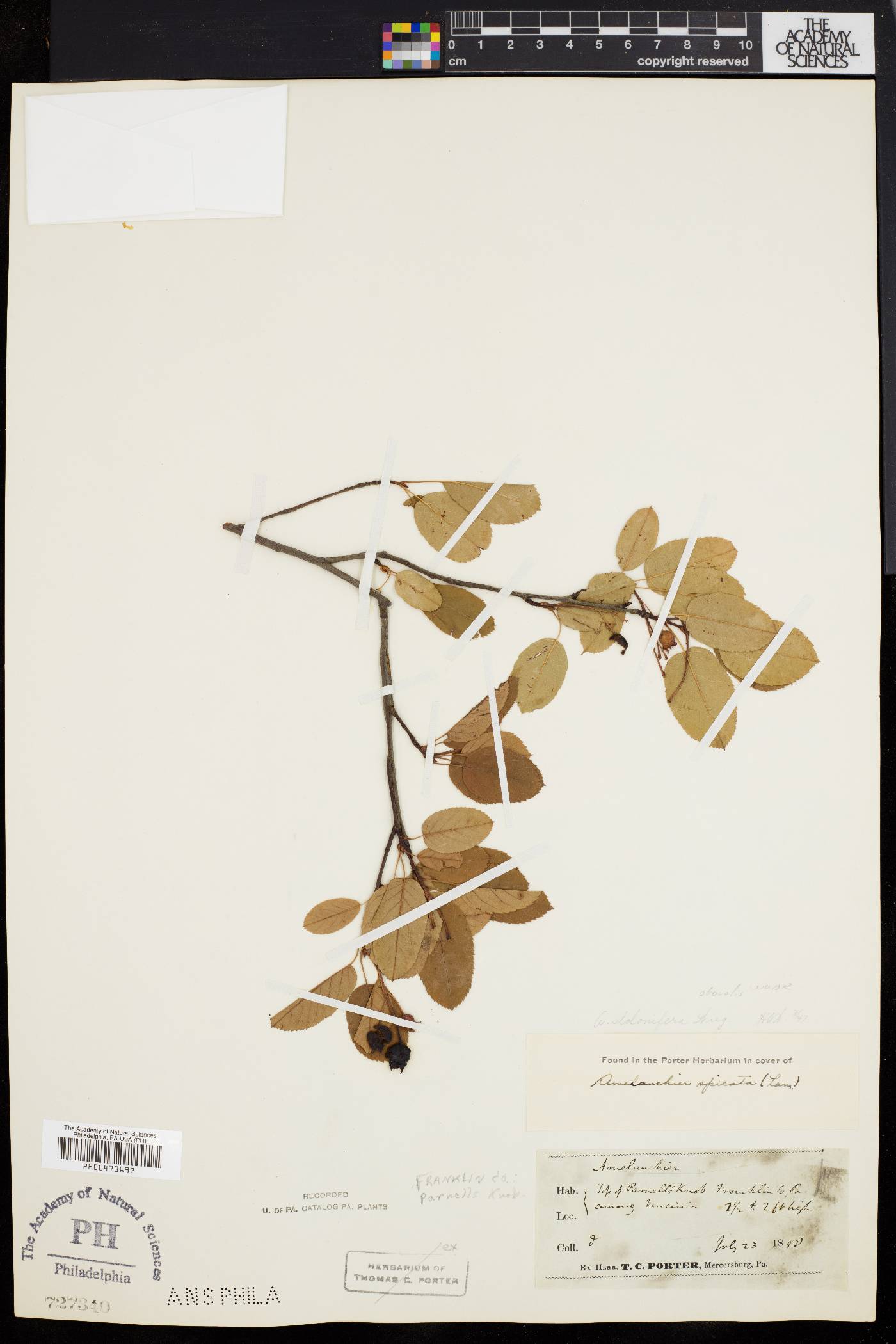 Amelanchier obovalis image