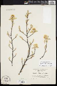 Amelanchier obovalis image