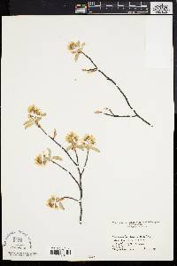 Amelanchier obovalis image