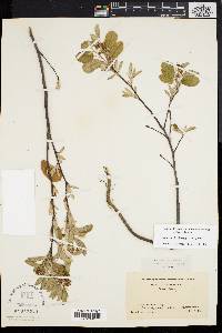 Amelanchier obovalis image