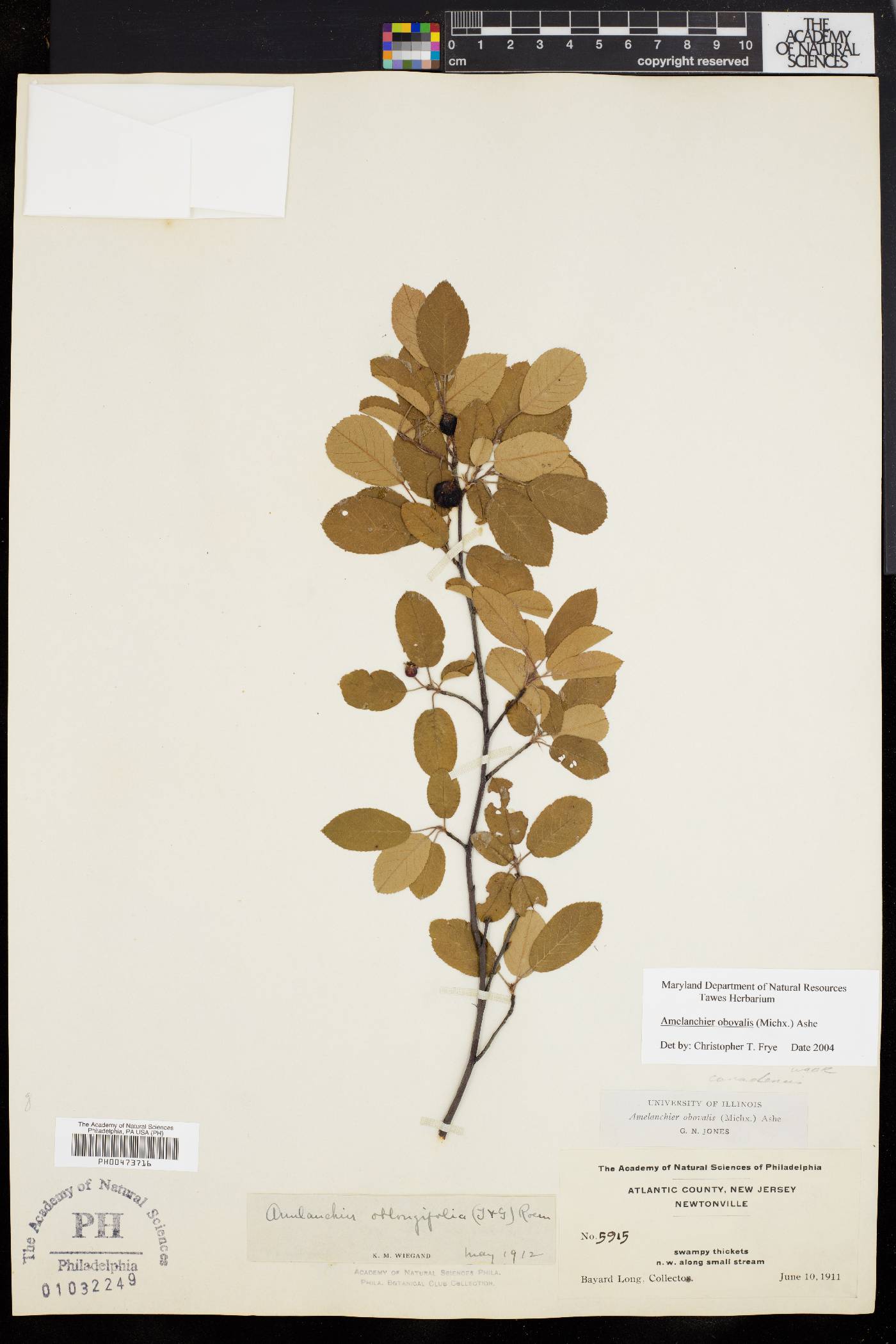 Amelanchier obovalis image