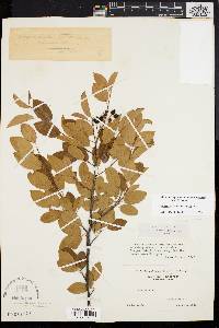 Amelanchier obovalis image