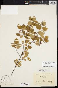 Amelanchier obovalis image