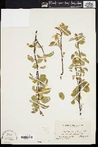 Amelanchier stolonifera image