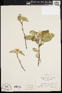 Amelanchier stolonifera image