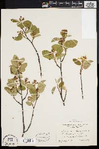 Amelanchier stolonifera image