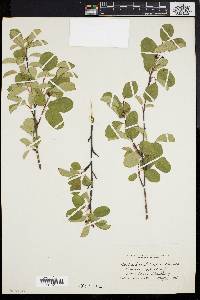 Amelanchier stolonifera image