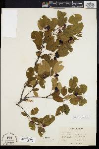 Amelanchier stolonifera image