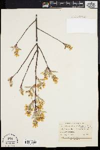 Amelanchier stolonifera image