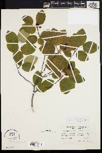 Amelanchier stolonifera image