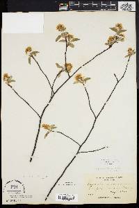 Amelanchier stolonifera image