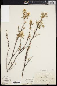 Amelanchier stolonifera image