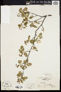 Amelanchier stolonifera image