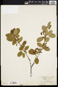 Amelanchier stolonifera image