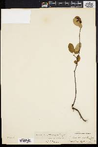 Amelanchier stolonifera image