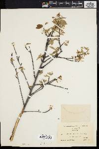 Amelanchier stolonifera image